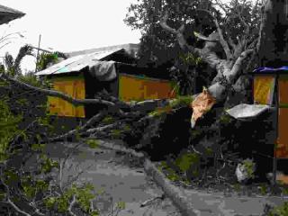 house-tree.jpg