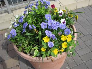 Garden 3.jpg