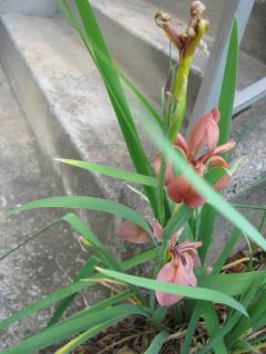 Garden 4.jpg