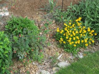 Garden 5.jpg