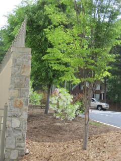 Garden 8.jpg