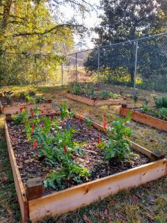 raised beds planted.jpg