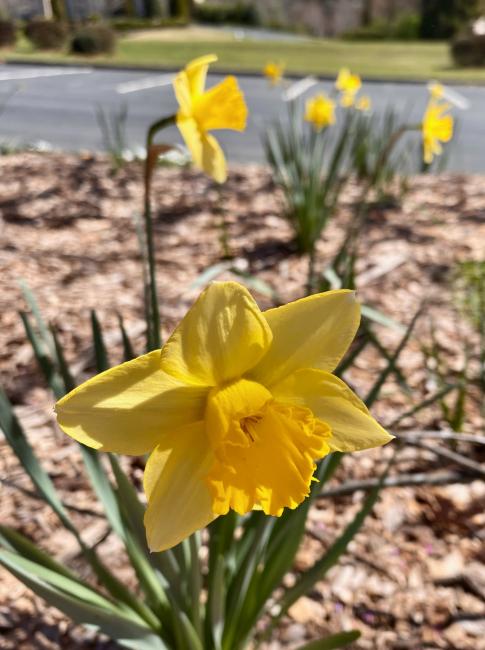 2023-03-08 - daffodil.jpeg