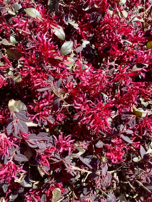 2023-03-08 - loropetalum.jpeg