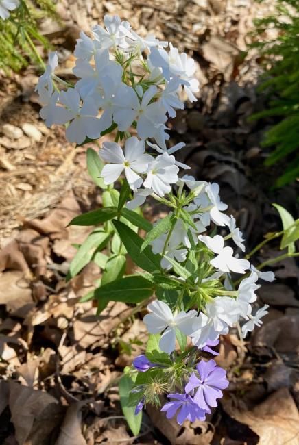 2023-03-08 - woodland phlox front garden.jpeg