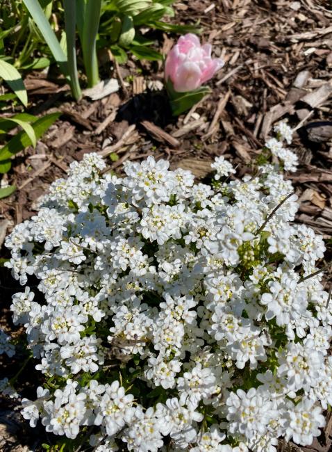 2023-03-19 - candytuft.jpeg