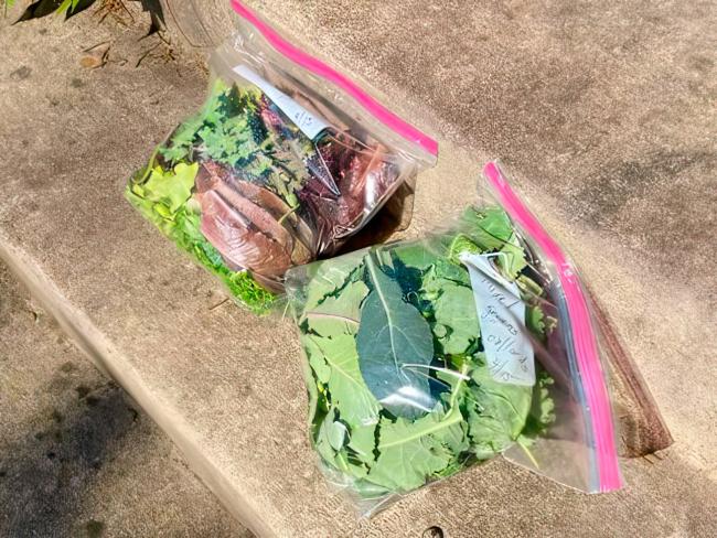 2023-04-15 - SVdP Garden greens donation.jpg