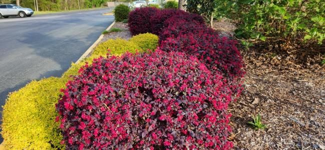 SJN Garden Ministry  (4).jpg